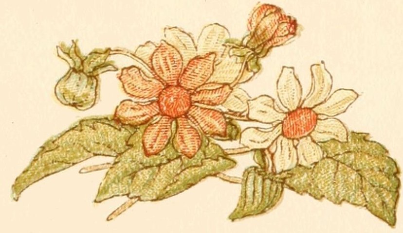 flower drawing 13