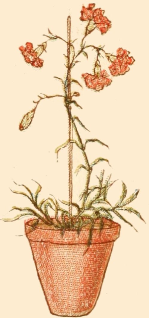 Drawing of a plant in a pot