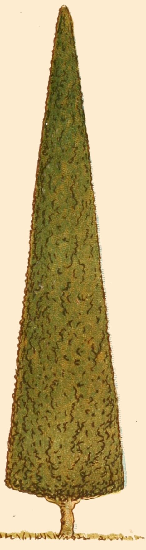 victorian drawing of a conifer tree