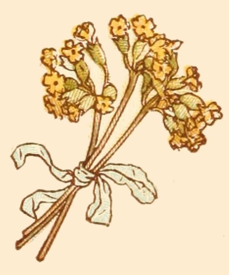 victorian sketch of a cowslip flower