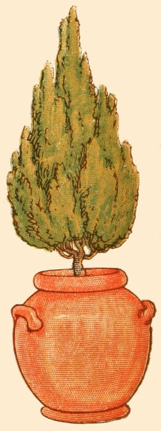 drawing of a cypress in a pot