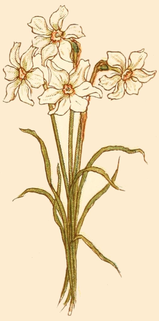 daffodil drawing