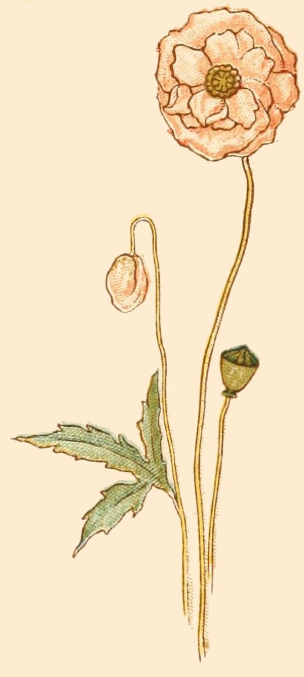 victorian drawing of a poppy flower