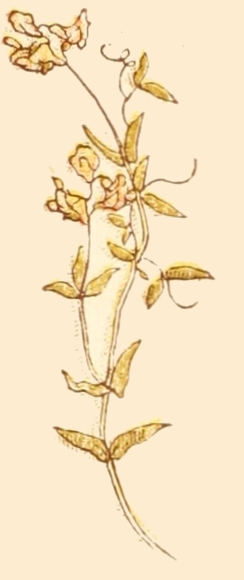 victorian flower drawing