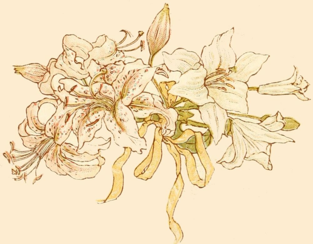 drawing of lilies
