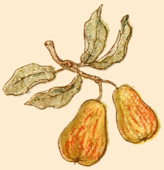 drawing of pears