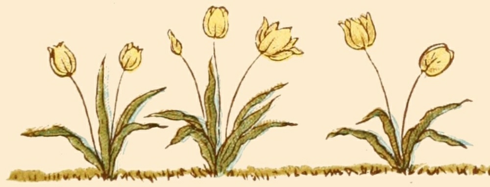 little tulips drawing
