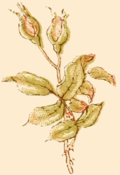 two rose buds drawing