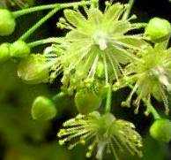 Linden Flowers (Lime Blossom)