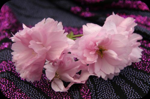 Cherry blossom illustration for cherry blossom love potion spell