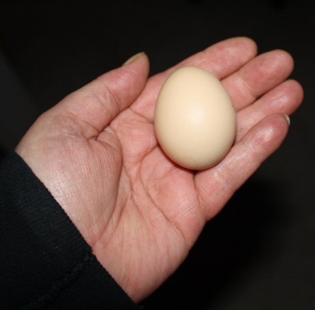 magic-egg-in-the-hand