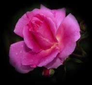 Love potion pink rose illustration