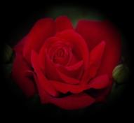 Red Rose Magical Properties Illustration