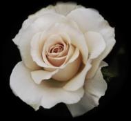 White Rose Love Spell Illustration