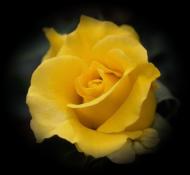 Yellow rose magic love oil illustration